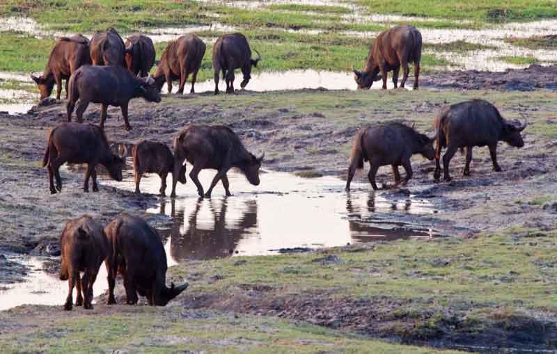 108 - Botswana - bufalos africanos - parque nacional de Chobe